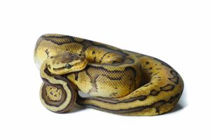 Python regius, chocolate lemon blast